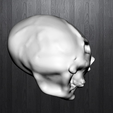 Defi3.png Human skull