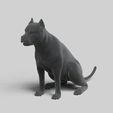 1.jpg American Pitbull Pose 02