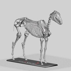 HorSkel_Assembled.jpg Archivo STL gratis Esqueleto de caballo・Modelo para descargar y imprimir en 3D
