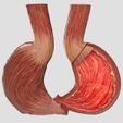 stomach-gastric-separable-parts-3d-model-max-fbx-blend-6.jpg STOMACH GASTRIC SEPARABLE PARTS 3D print model