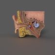 2.jpg Ear Cross Section Anatomy