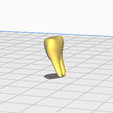 tooth.png HUMAN TOOTH MODEL