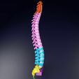 vertebrae-vertebral-column-color-labelled-3d-model-blend-5.jpg Vertebrae vertebral column color labelled 3D model