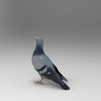 p3.jpg Standing Pigeon Figure 1/32 Scale – Urban Bird Waiting Pose for Dioramas
