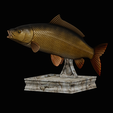 common-carp-trophy-2-2-1-12.png COMMON CARP (CYPRINUS CARPIO) fish in motion trophy statue detailed texture for 3d printing