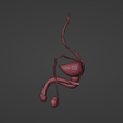 14.png 3D Model of Male Reproductive System