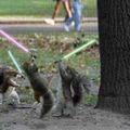sithsquirrel