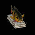 Peacock-Bass-statue-4-3-4.png FISH in motion Peacock bass (Cichla ocellaris) stone base for 3d printing