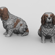 Spaniel_preview.png Cavalier King Charles Spaniel
