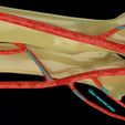 ps8.jpg Upper limb arteries axilla arm forearm 3D model