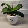 20231105_081450.jpg Orchid pot │Puntarenas │ Growing container decorative vase for plant, orchid and succulent with aeration and drainage