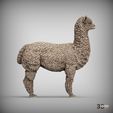 alpaca5.jpg alpaga