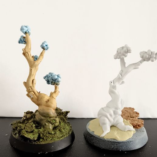 IMG_20240517_133823.jpg Space cotton Plants