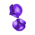 STL_Valves.stl 3D Heart Anatomy with Codominance