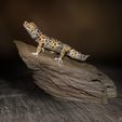 GeckoFelsen.jpg Leopard gecko on rocks high-end model