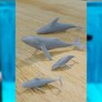 Whales.jpg Archivo STL FAMILIA BALLENAS PARA DIORAMA ACUÁTICO・Objeto imprimible en 3D para descargar