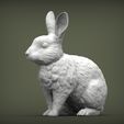 rabbit-rex-agouti3.jpg Rabbit rex agouti 3D print model