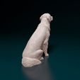 rs-004.jpg Golden Retriever