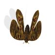 POM.jpg DOWNLOAD BUTTERFLY 3D MODEL - ANIMATED INSECT - MAYA - BLENDER 3 - 3DS MAX - UNITY - UNREAL - CINEMA 4D -  3D PRINTING - OBJ - FBX - BLENDER - 3DS MAX - MAYA - C4D - UNITY - UNREAL -  3D PROJECT CREATE AND GAME READY BUTTERFLY INSECT POKÉMON