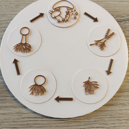 Mushroom Life Cycle Wheel