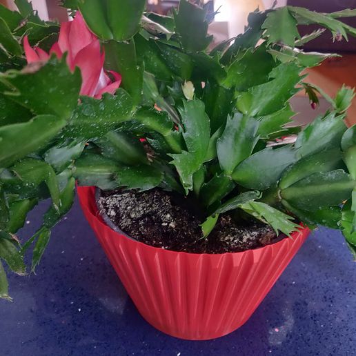 Fluted pot / Giant flan container 3D model