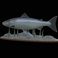 salmo-salar-1-3.png Atlantic salmon / salmo salar / losos obecný fish underwater statue detailed texture for 3d printing
