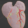 heart,-cardiac,-left,-right,-atrium,-ventricle,-coronary,-artery,-vein,-vena-cava,-aorta,-pulmonary,.png Ultra Realistic High-Resolution 3D Normal Heart Model with Aorta, Pulmonary Artery & Vein, Coronary Artery & Vein, Pulmonary & Aortic Valves, Mitral Valve, and Tricuspid Valve