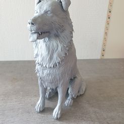 20220601_123410.jpg STL file border collie・3D print design to download