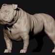 16.jpg Bulldog model 3D print model