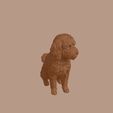 Lowchen_0003.jpg Lowchen Dog in Sitting Pose