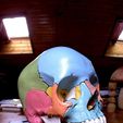photo_display_large.jpg Free STL file Anatomical Skull・Object to download and to 3D print