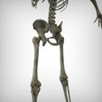 View4.jpg Human Skeletal System