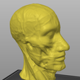 cabeza2.png Anatomical Model Medial Head Cut