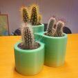 cactus.jpg Cactus Pot x3