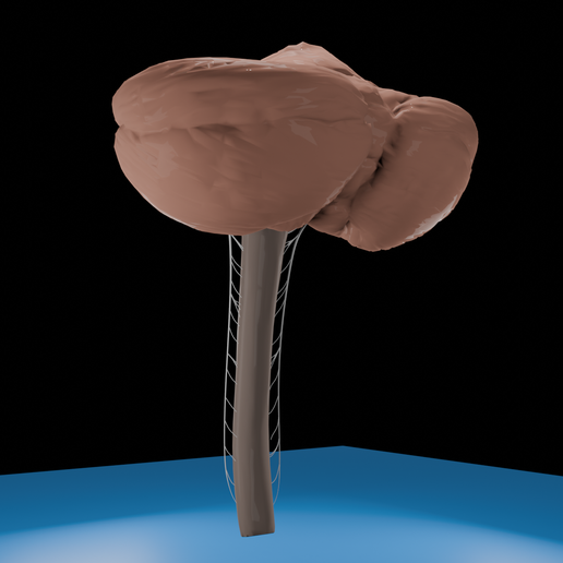 3D Human Cerebellum with Brainstem & Nerves | Anatomical Brain Model
