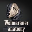 thumbnail2.jpg Weimaraner Dog Anatomy
