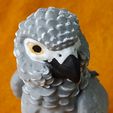 IMG_20240204_154008353_MP.jpg African Grey Parrot