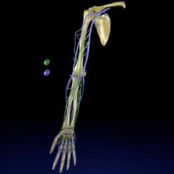 venous-drainage-upper-limb-vein-3d-model-blend.jpg Drainage veineux du membre supérieur - veine Modèle 3D