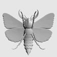 butterfly-3d-model33.jpg DEATH'S HEAD HAWKMOTH