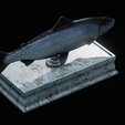 Salmon-statue-box-1-22.png fish sculpture of a Atlantic salmon / salmo salar with storage space / for 3d printing