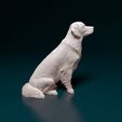 rs-003.jpg Golden Retriever