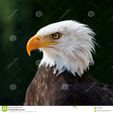 american-eagle-22523986.jpg buckers@live.fr
