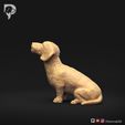 Dachshund-Miniature-Wire-Haired-Pose-05-Dog-3D-Print-7s.jpeg Dachshund Miniature Wire Haired Pose 05