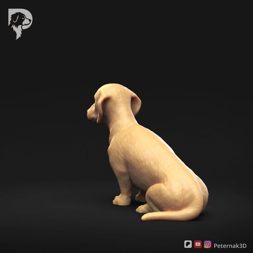 Dachshund-Smooth-Haired-Pose-04-Dog-3D-Print-6s.jpeg Teckel à poil lisse Pose 04