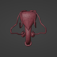 17.png 3D Model of Male Reproductive System