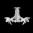 Screen-Shot-2023-02-03-at-3.02.11-PM.png 3D file Cervical Spine to Upper Rib Cage Anatomical Model for 3D printing・3D printable design to download