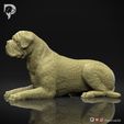 Bullmastiff-Pose-07-Dog-3D-Print-8s.jpeg Bullmastiff Dog 3D Print Model Pose 07