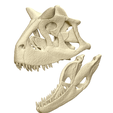 Screenshot-2025-04-03-091714.png Carnotaurus Skeleton 1:12 scale