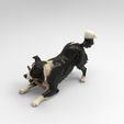 coli5.jpg Border Collie Playing Dog 1/32 Scale – Stick in Mouth Herding Dog Figure for Dioramas