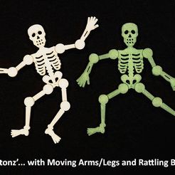 skeletonz_display_large.jpg "Squelette